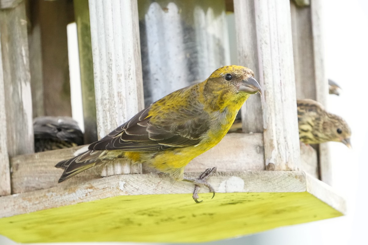 Red Crossbill (Newfoundland or type 8) - ML620358478