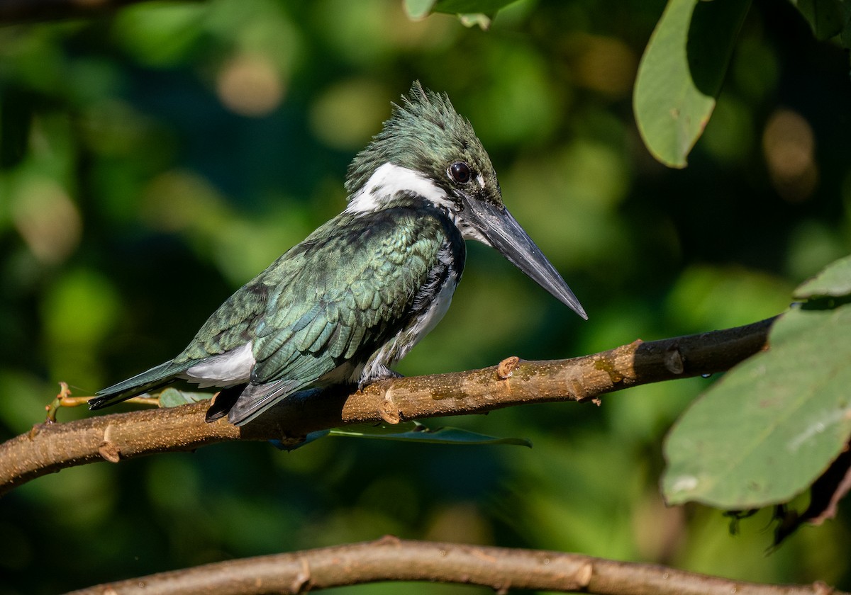 Amazon Kingfisher - Forest Botial-Jarvis