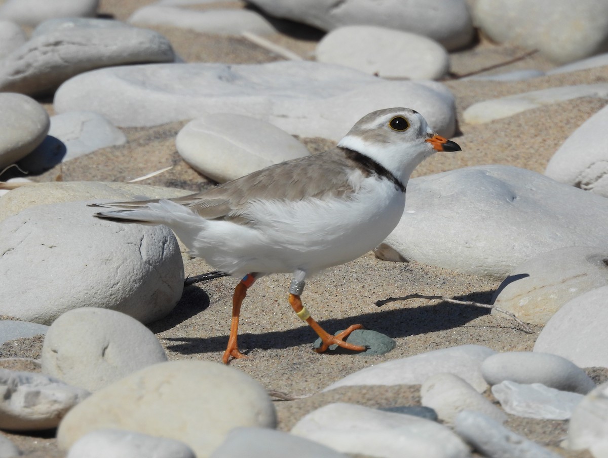 Piping Plover - ML620358496
