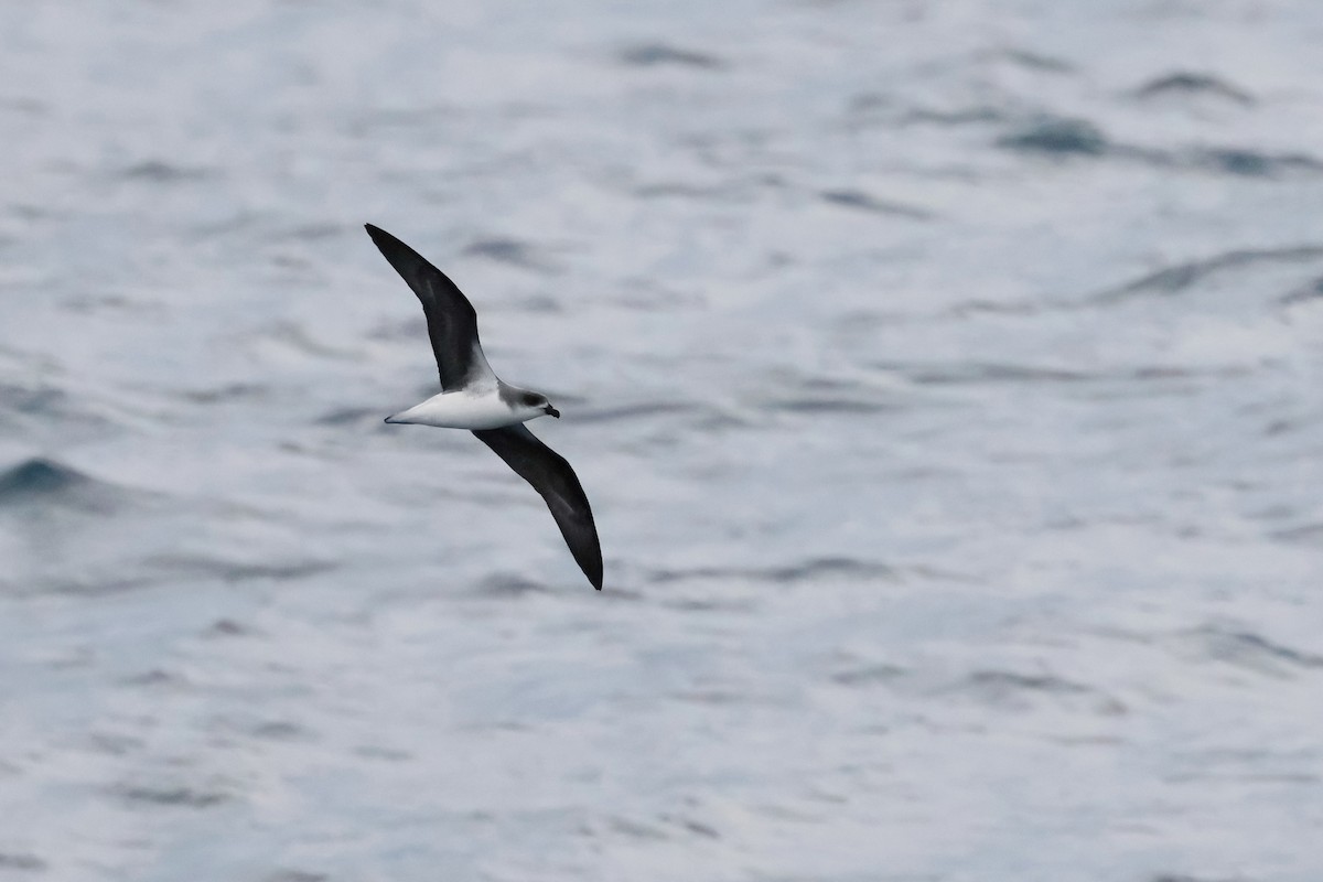 Fea's Petrel - ML620358498