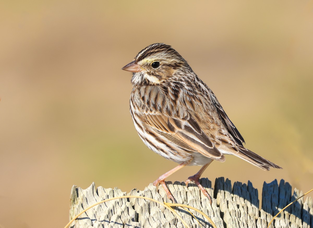 Savannah Sparrow - Ryan Justice