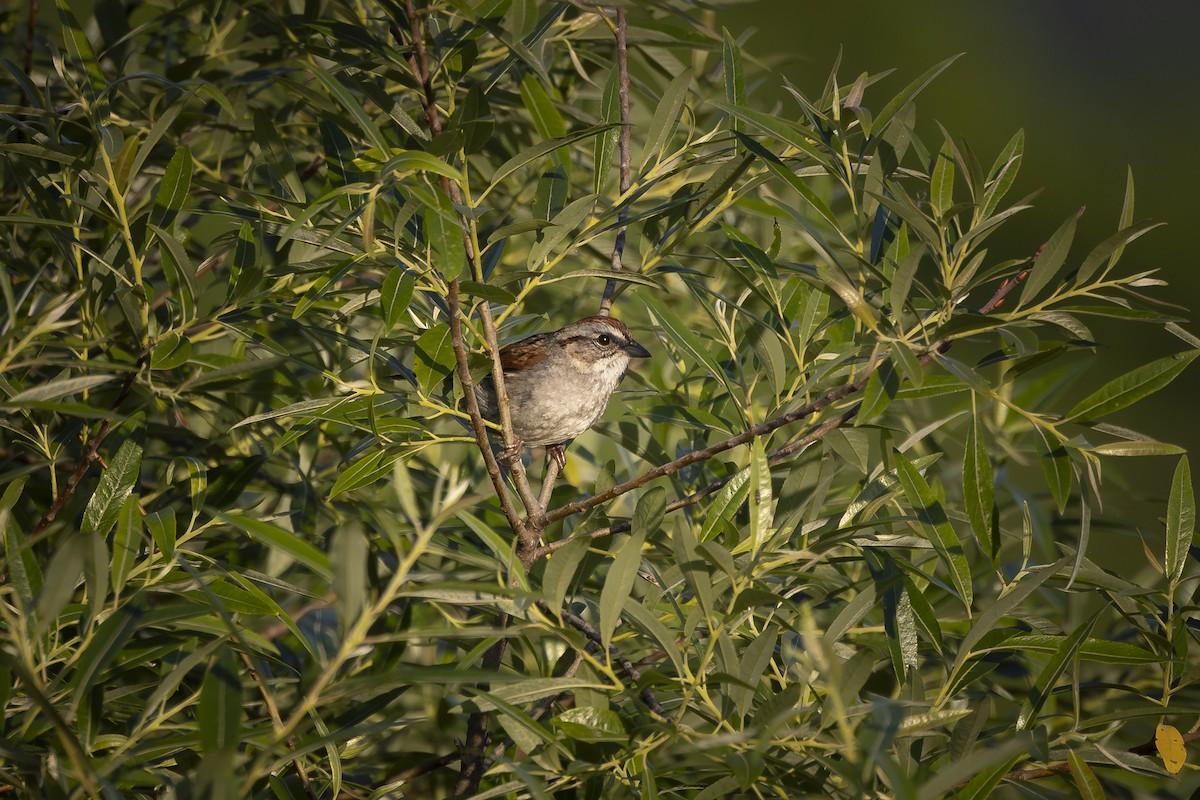 Swamp Sparrow - ML620358506