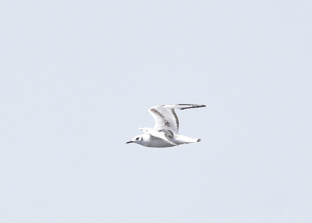 Bonaparte's Gull - ML620358525