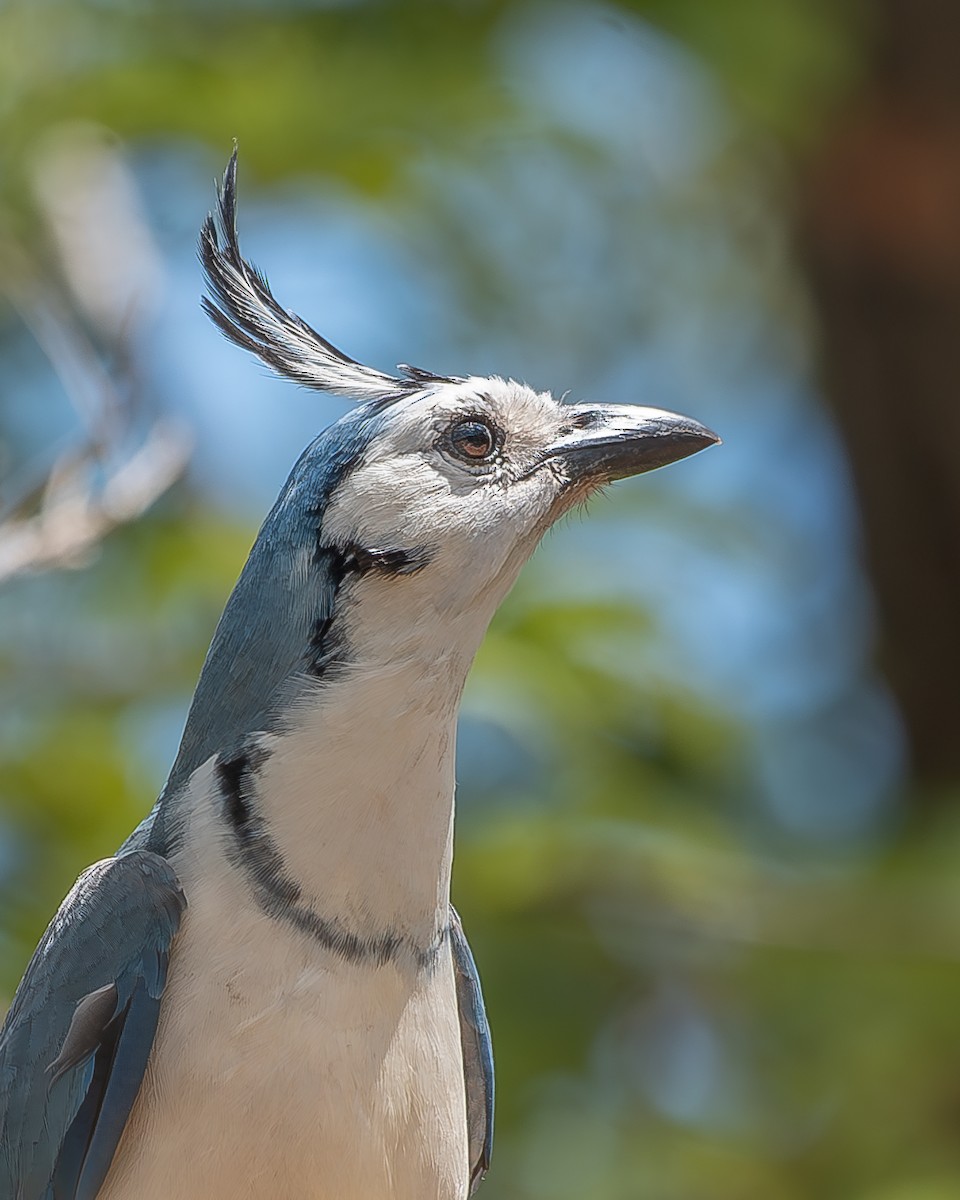White-throated Magpie-Jay - ML620358530