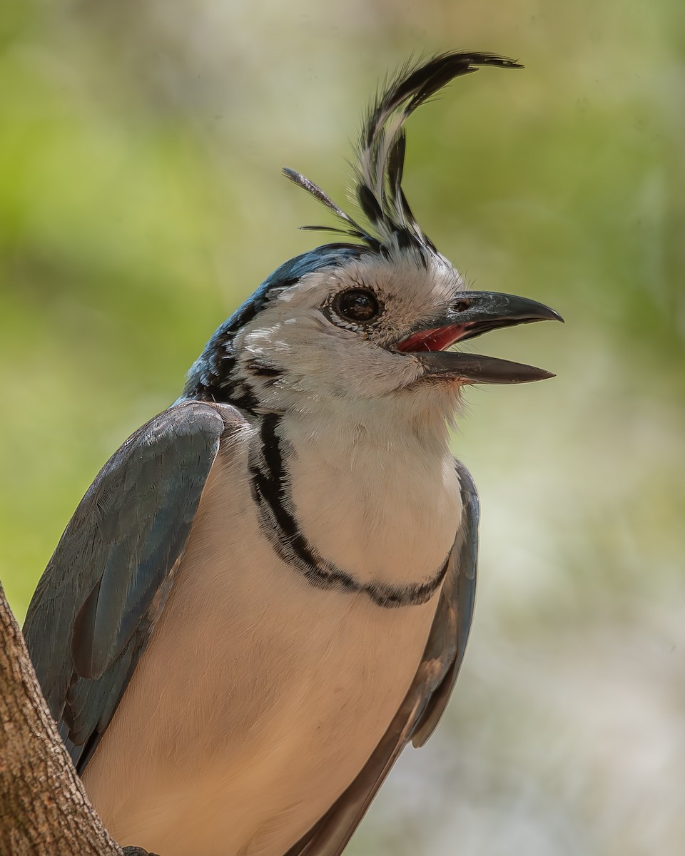 White-throated Magpie-Jay - ML620358531