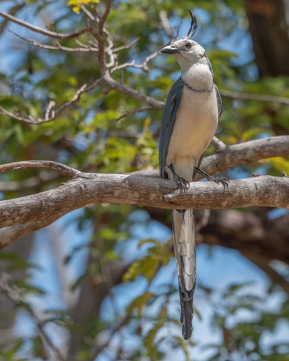 White-throated Magpie-Jay - ML620358533