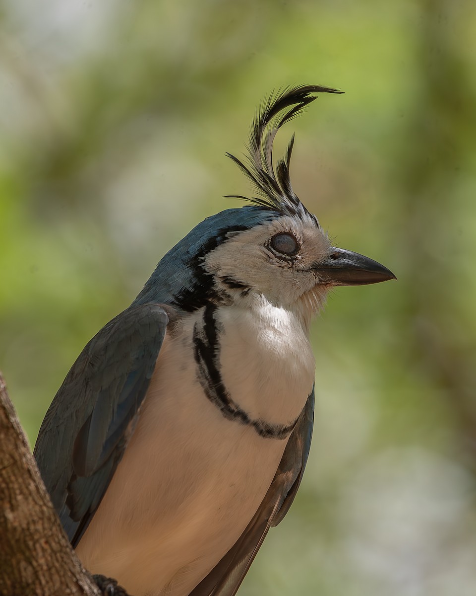 White-throated Magpie-Jay - ML620358534
