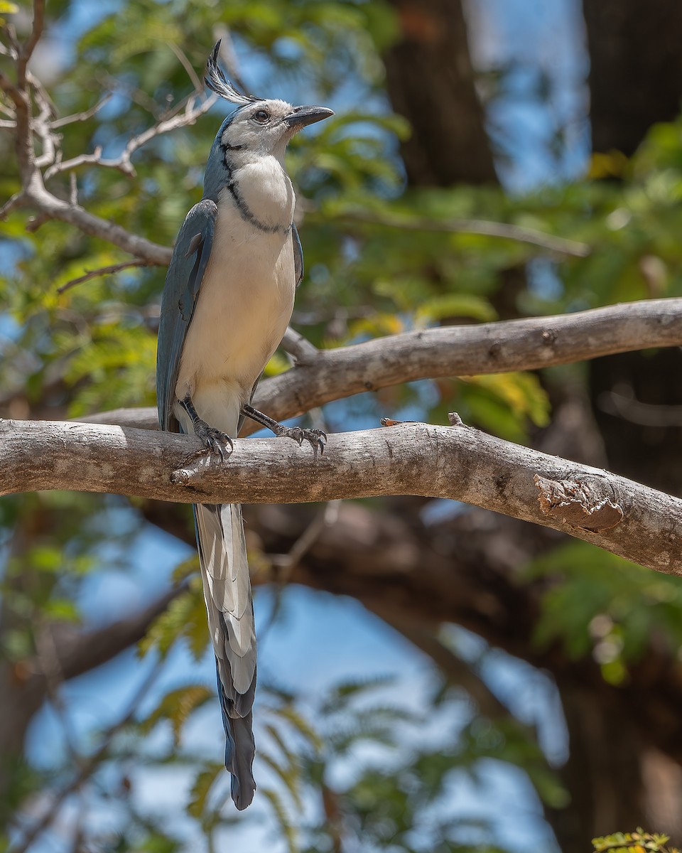 White-throated Magpie-Jay - ML620358535