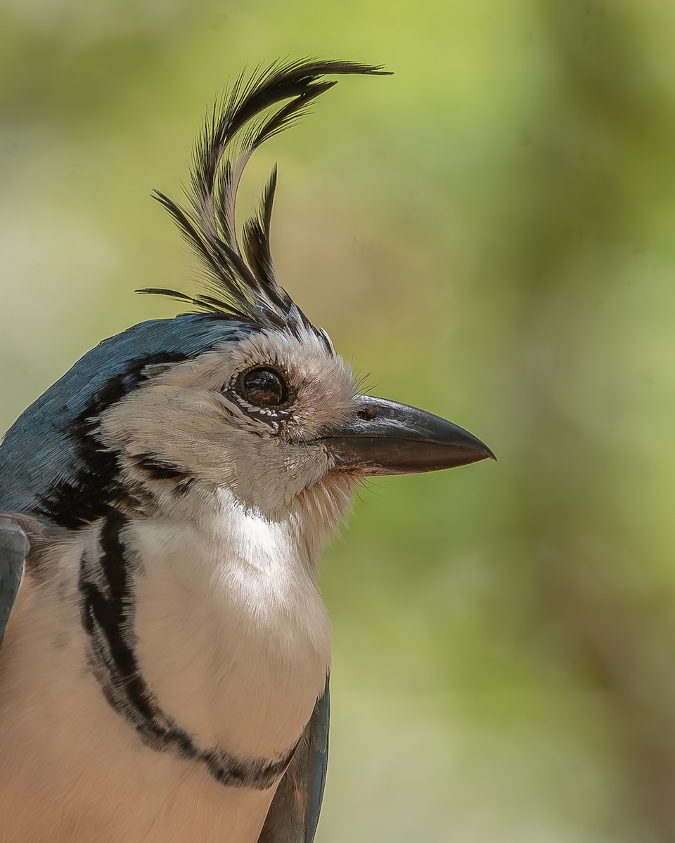 White-throated Magpie-Jay - ML620358536