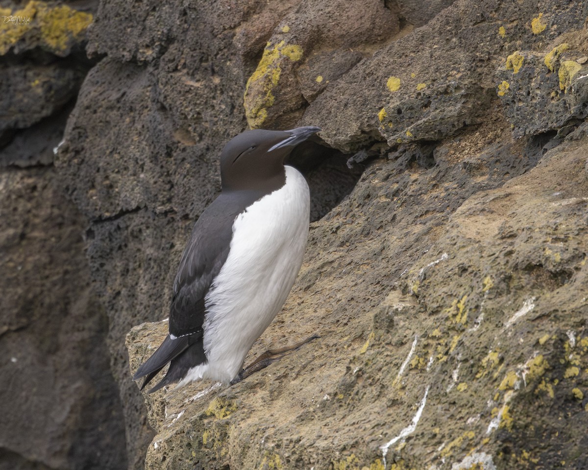 Thick-billed Murre - ML620358541