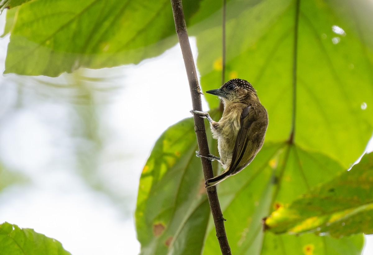 Olivaceous Piculet - ML620358544