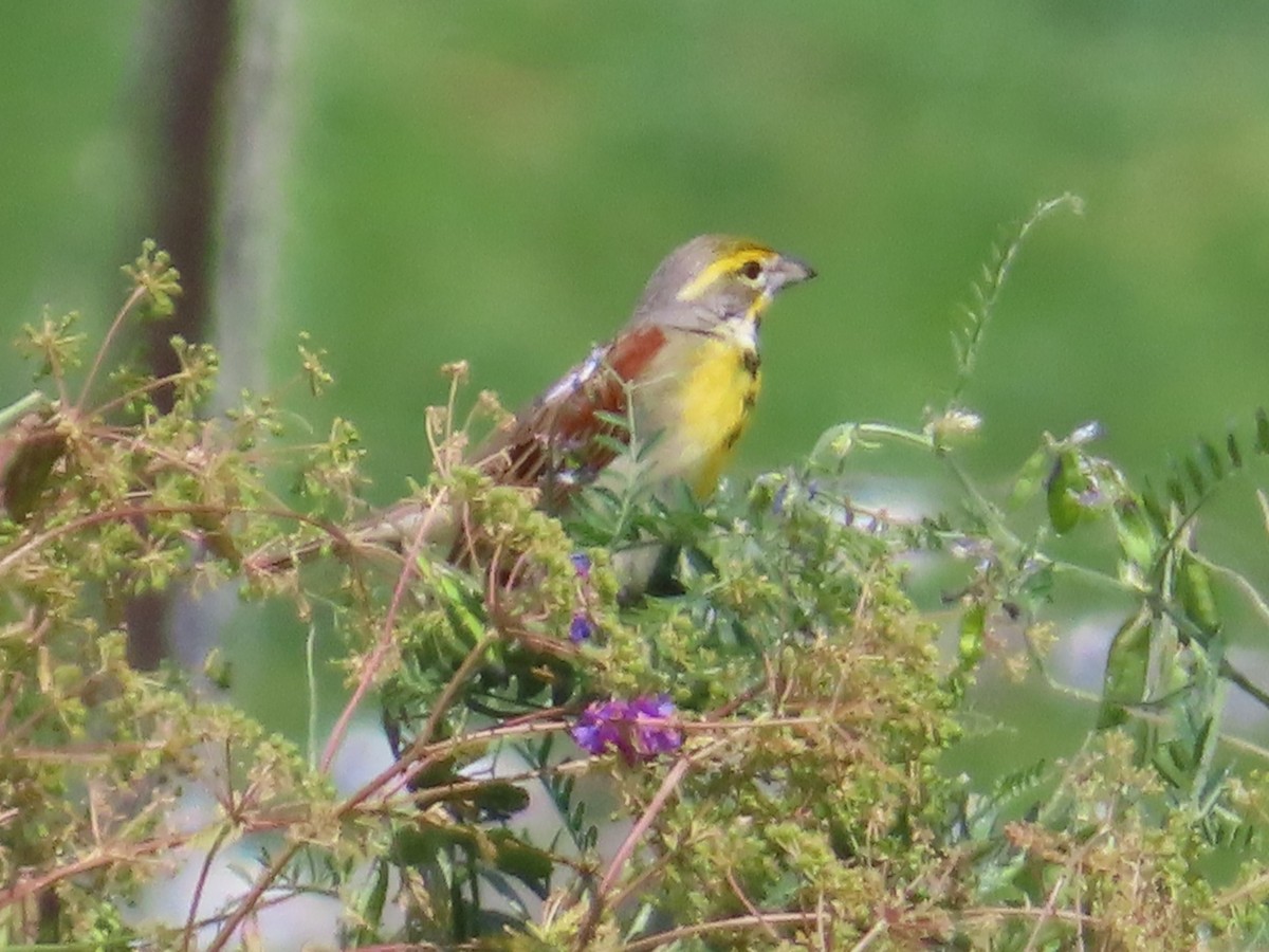 Dickcissel - ML620358554