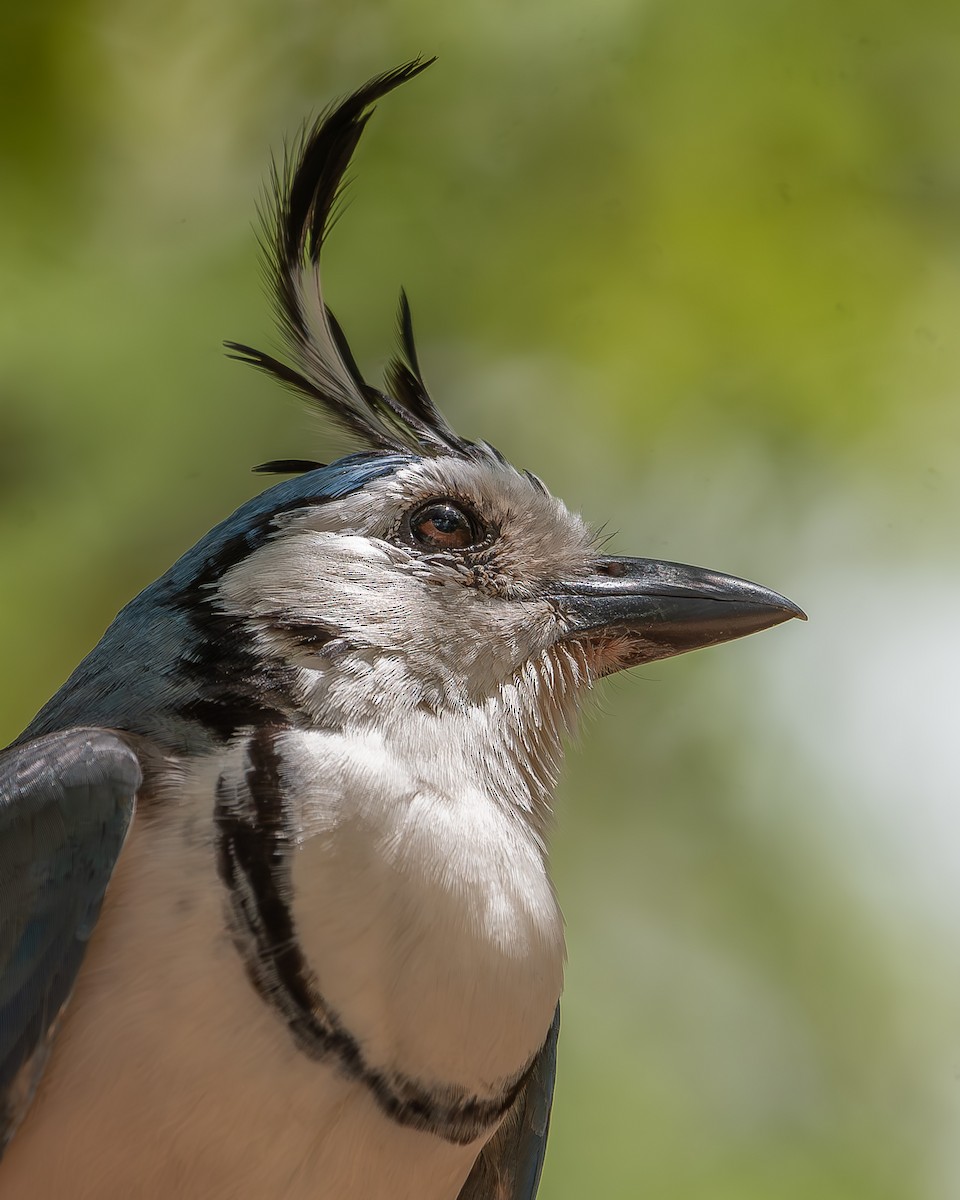 White-throated Magpie-Jay - ML620358575
