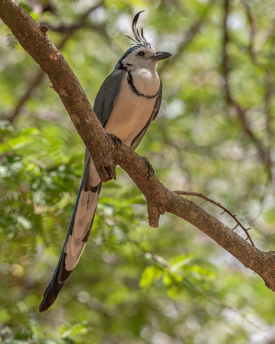 White-throated Magpie-Jay - ML620358577