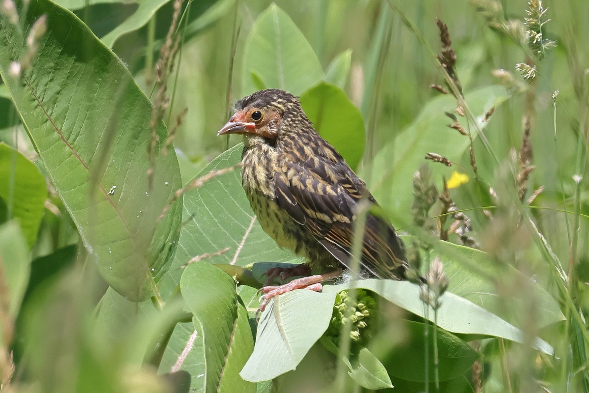Red-winged Blackbird (Red-winged) - ML620358579