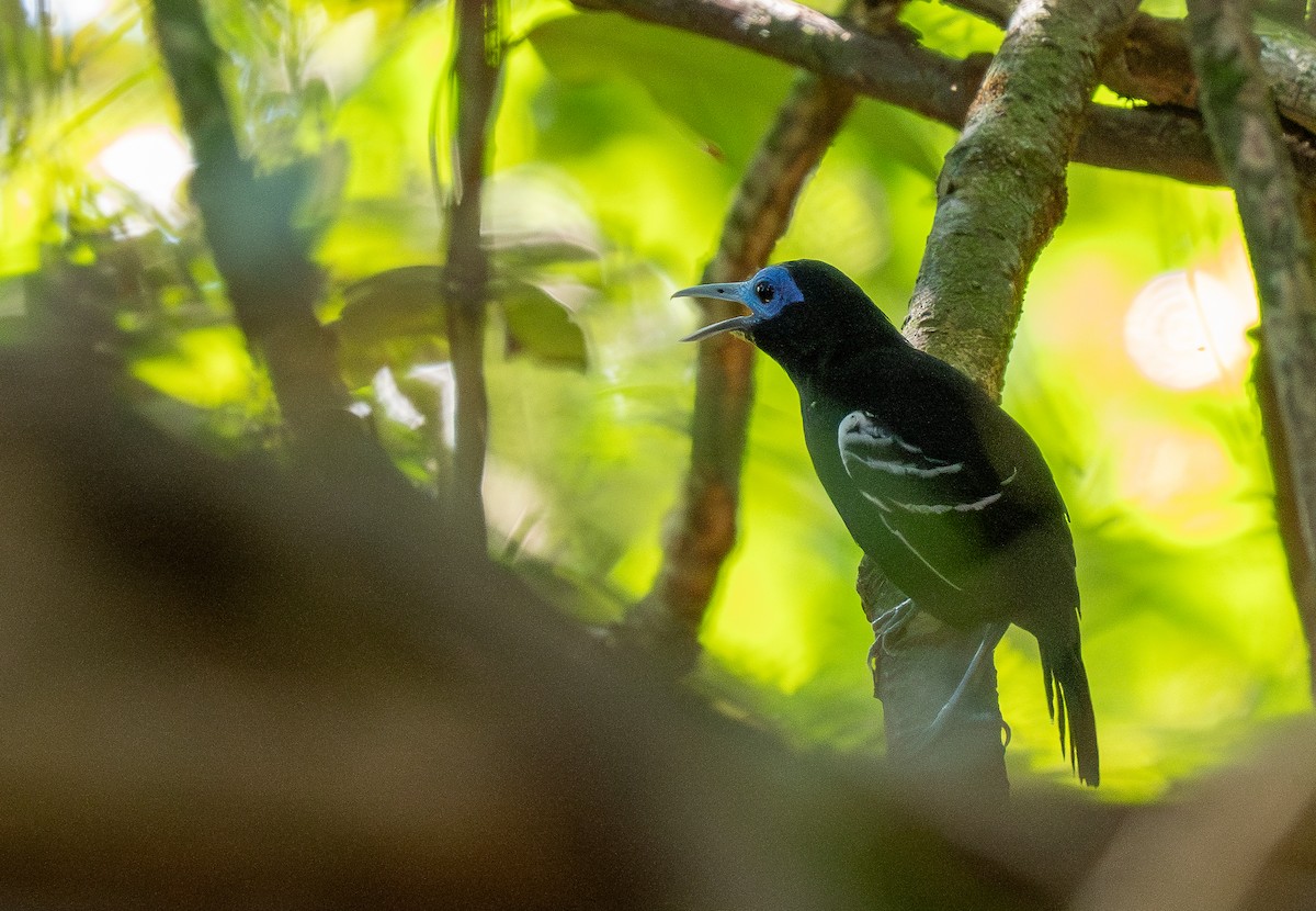 Bare-crowned Antbird - ML620358584