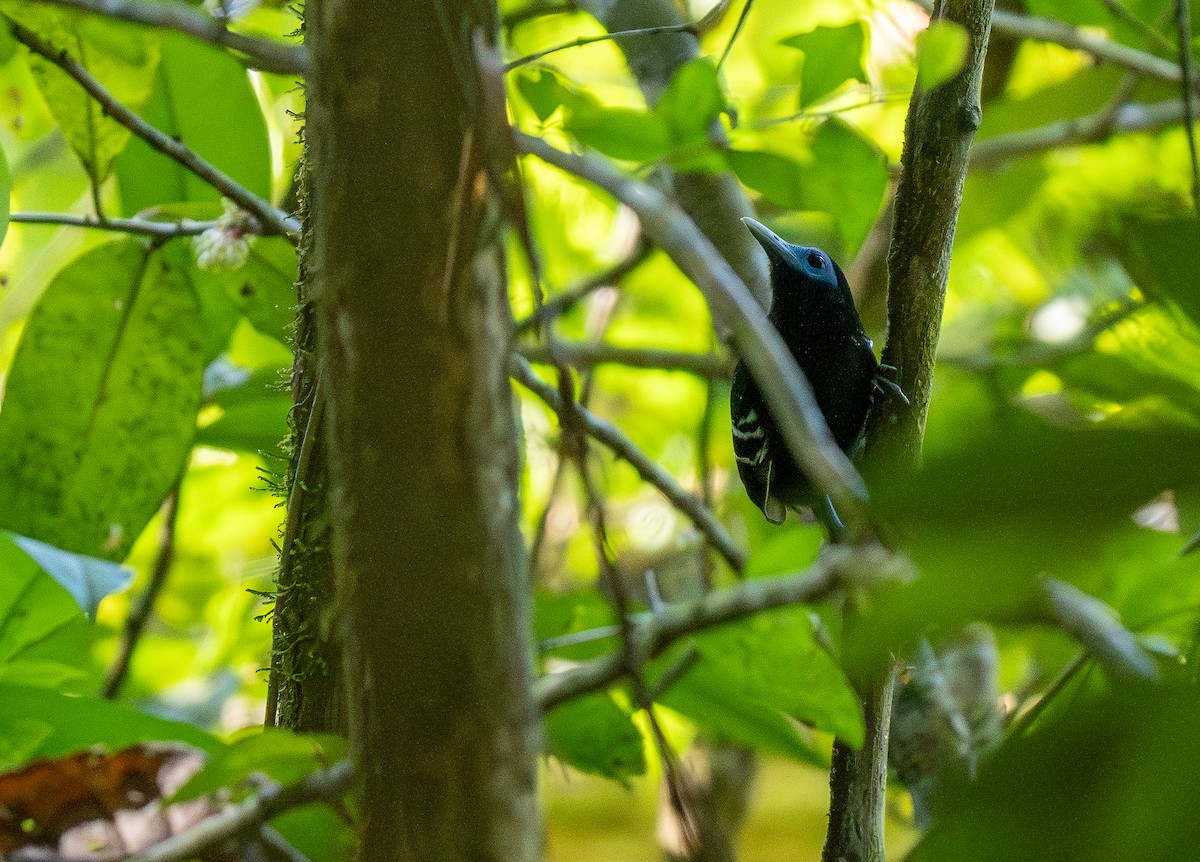 Bare-crowned Antbird - ML620358586