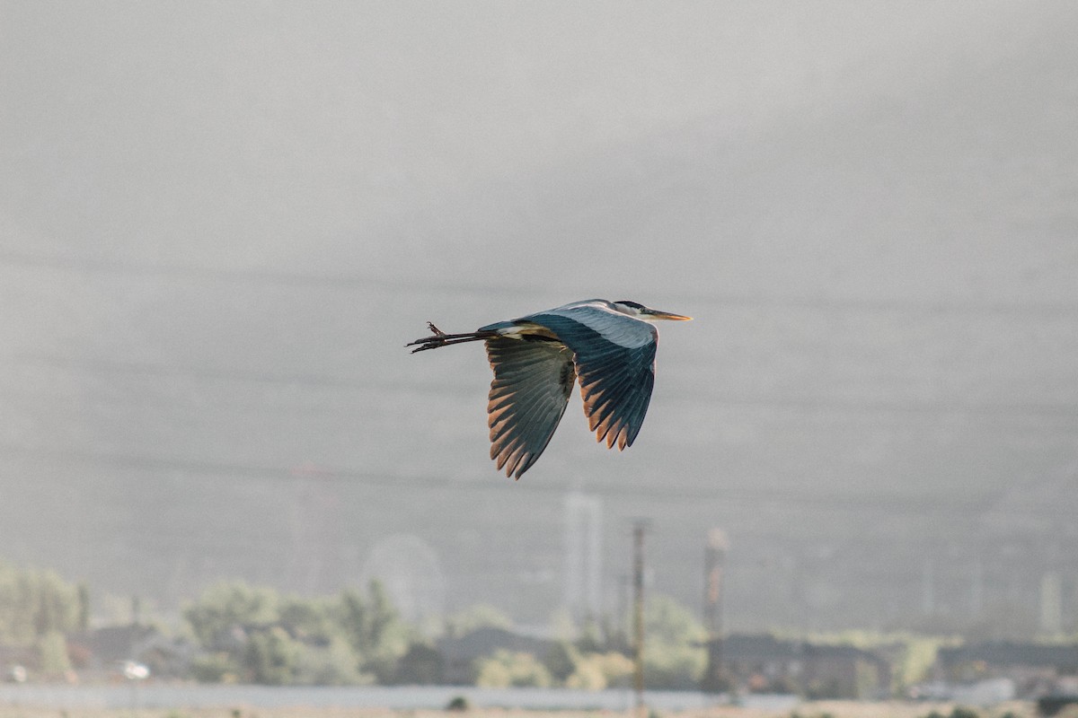 Great Blue Heron - ML620358601