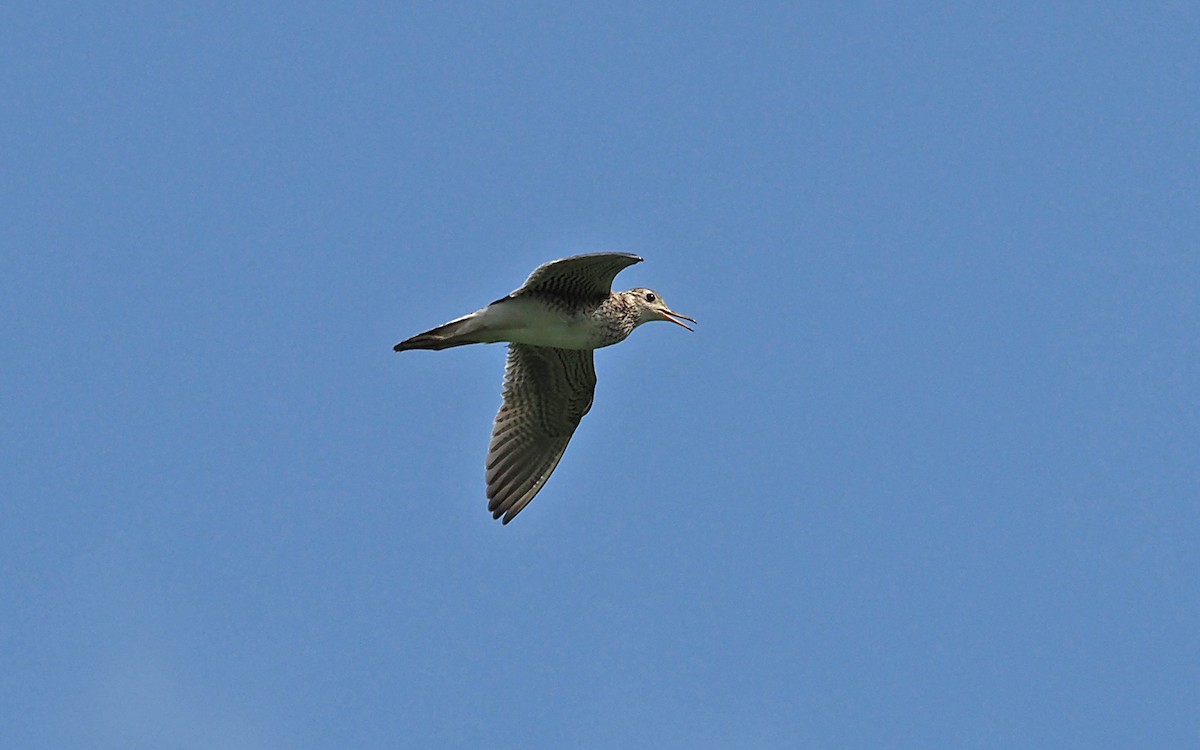 Upland Sandpiper - ML620358605