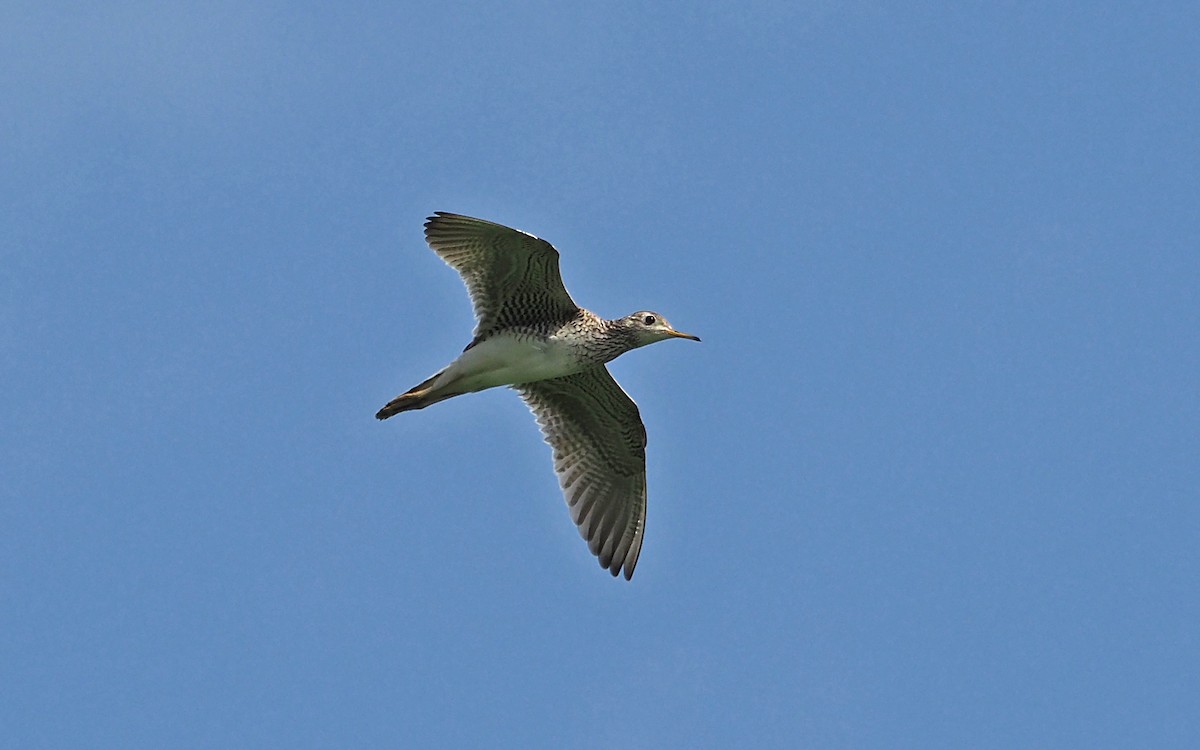 Upland Sandpiper - ML620358607