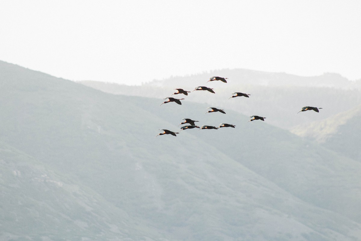 White-faced Ibis - ML620358609