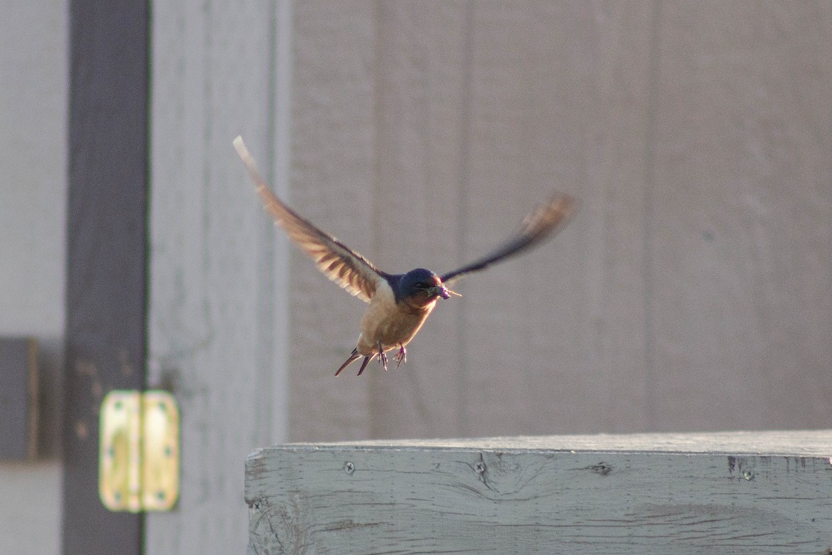 Barn Swallow - ML620358611