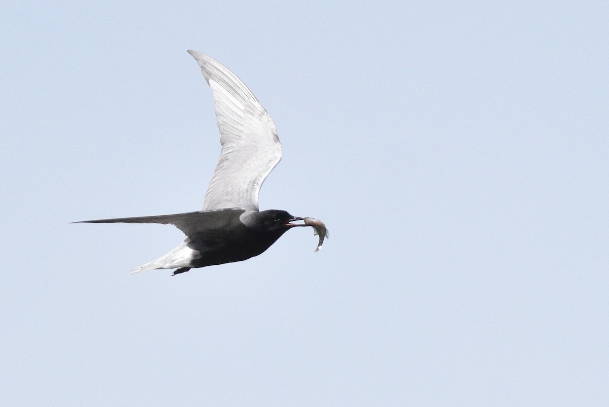 Black Tern - ML620358618