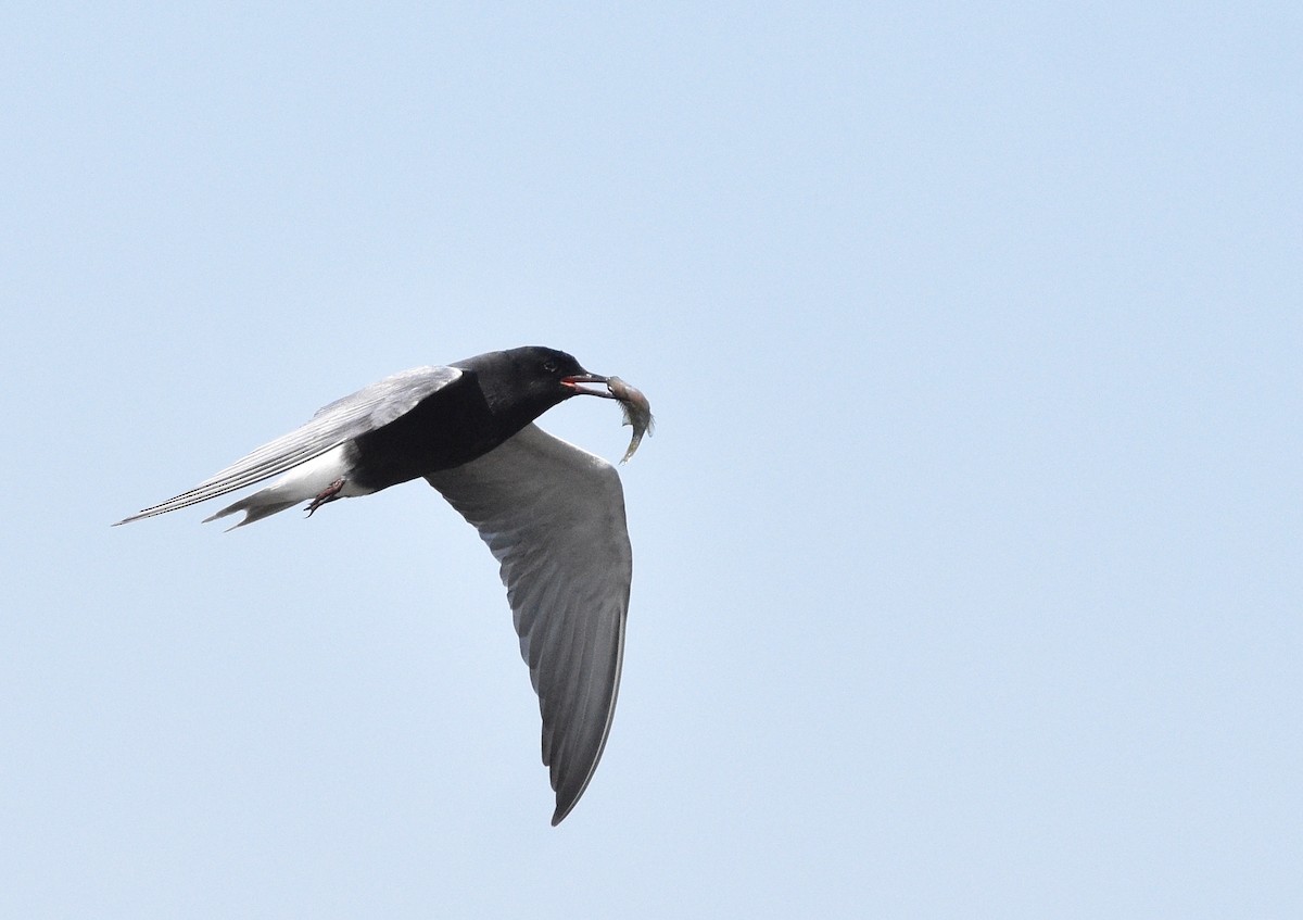 Black Tern - ML620358619