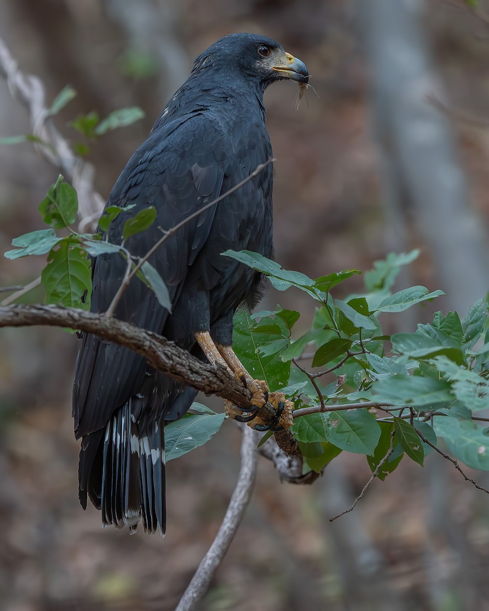 Common Black Hawk - ML620358620