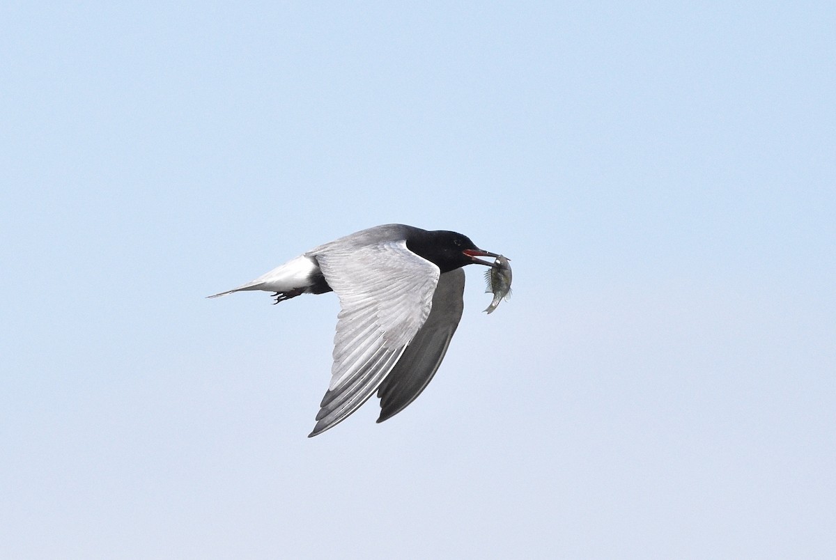 Black Tern - ML620358633