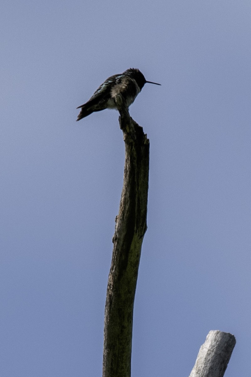 Ruby-throated Hummingbird - ML620358640