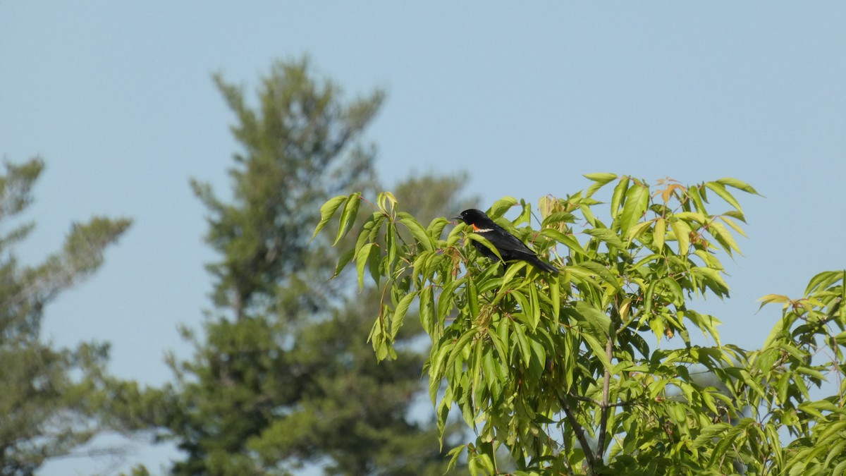 Red-winged Blackbird - ML620358651