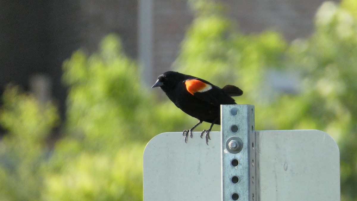 Red-winged Blackbird - ML620358652