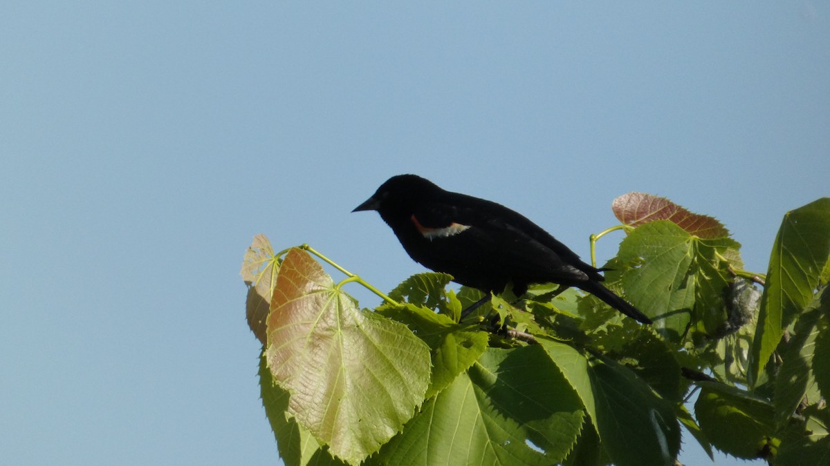 Red-winged Blackbird - ML620358658