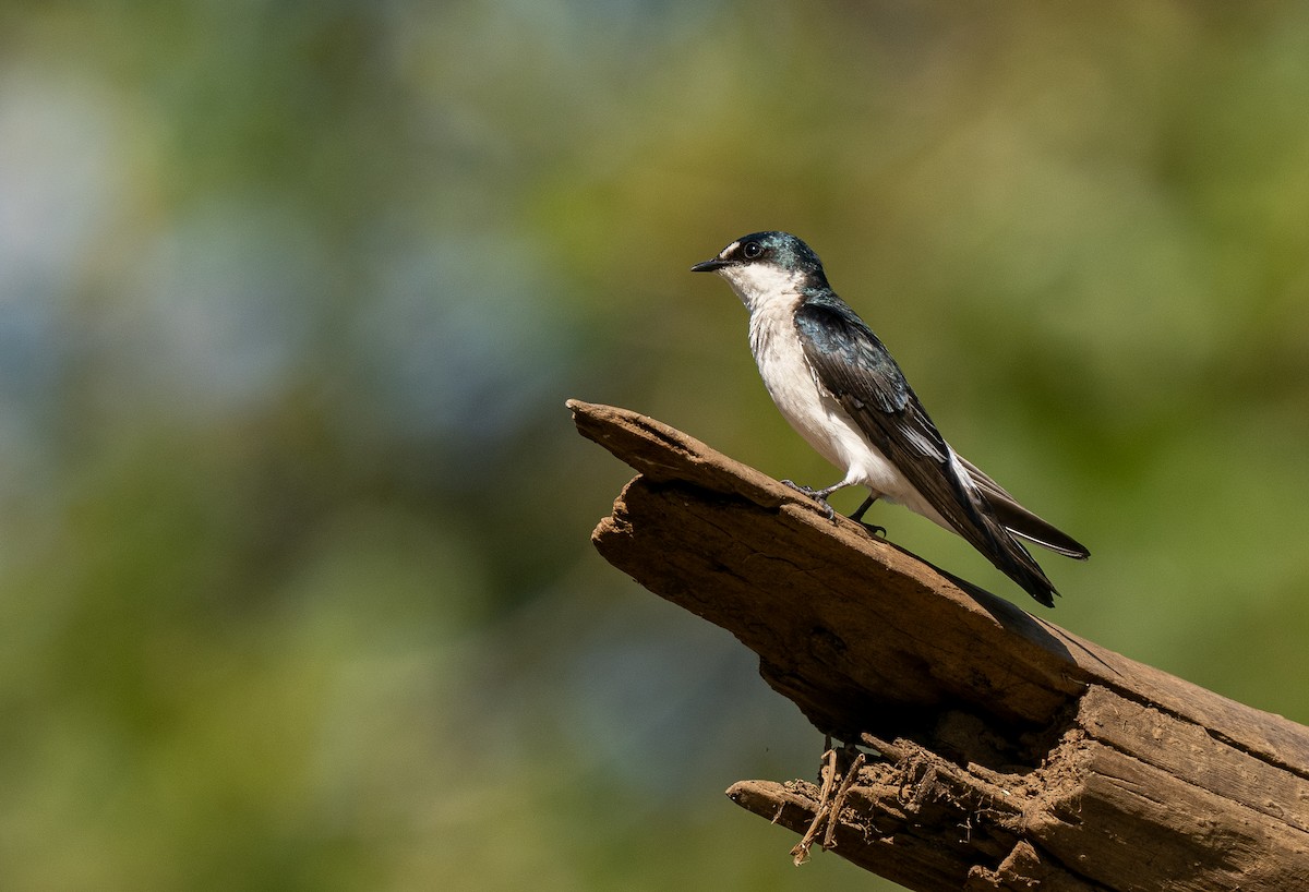 Mangrove Swallow - ML620358665