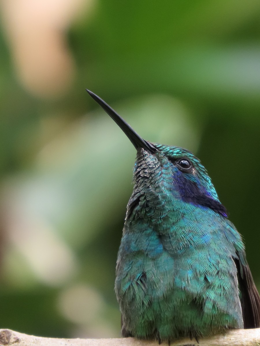 kolibřík modrouchý - ML620358709