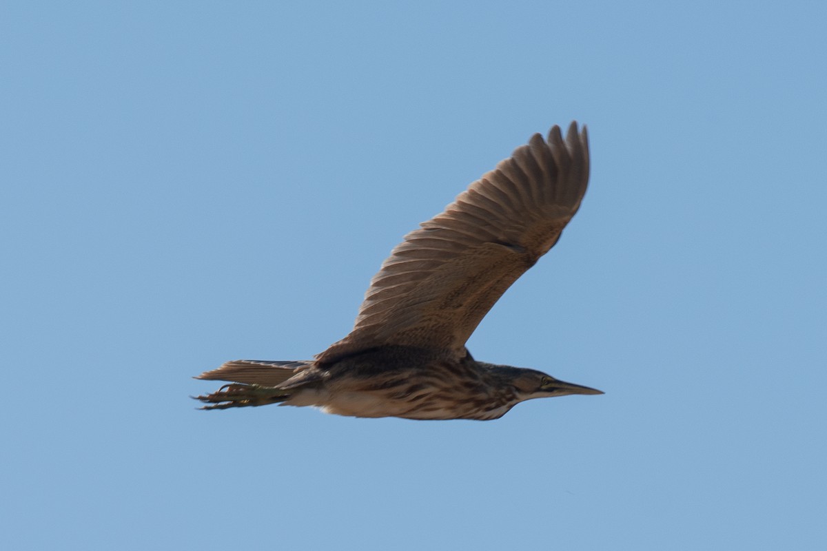 American Bittern - ML620358711