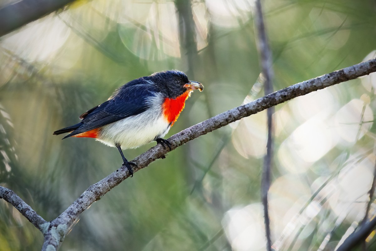 Picaflores Golondrina - ML620358713