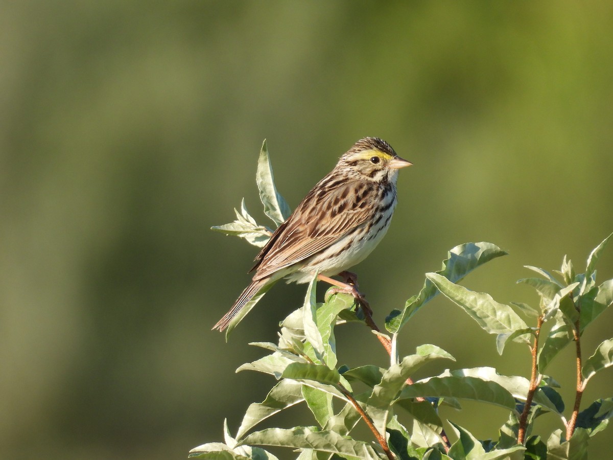 Savannah Sparrow - ML620358714