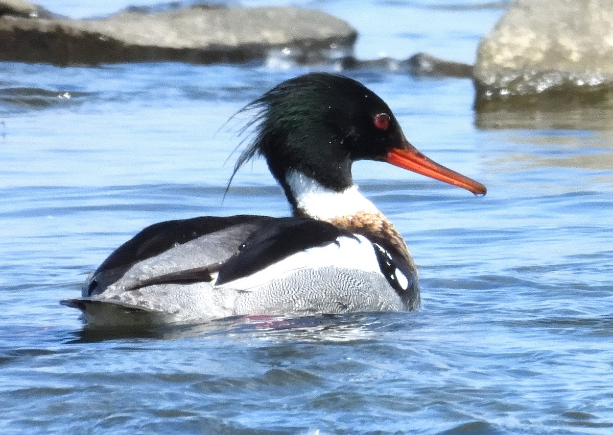 Red-breasted Merganser - Bernard Tremblay