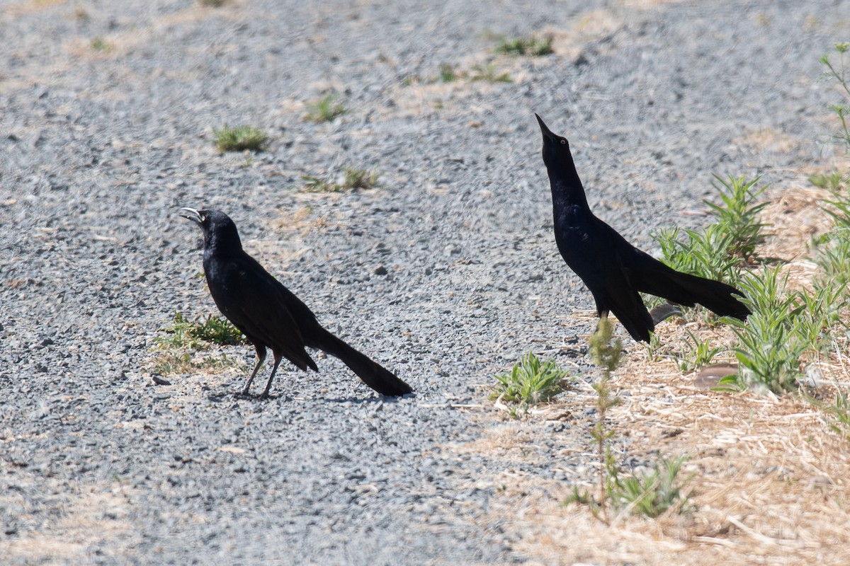 Great-tailed Grackle - ML620358724