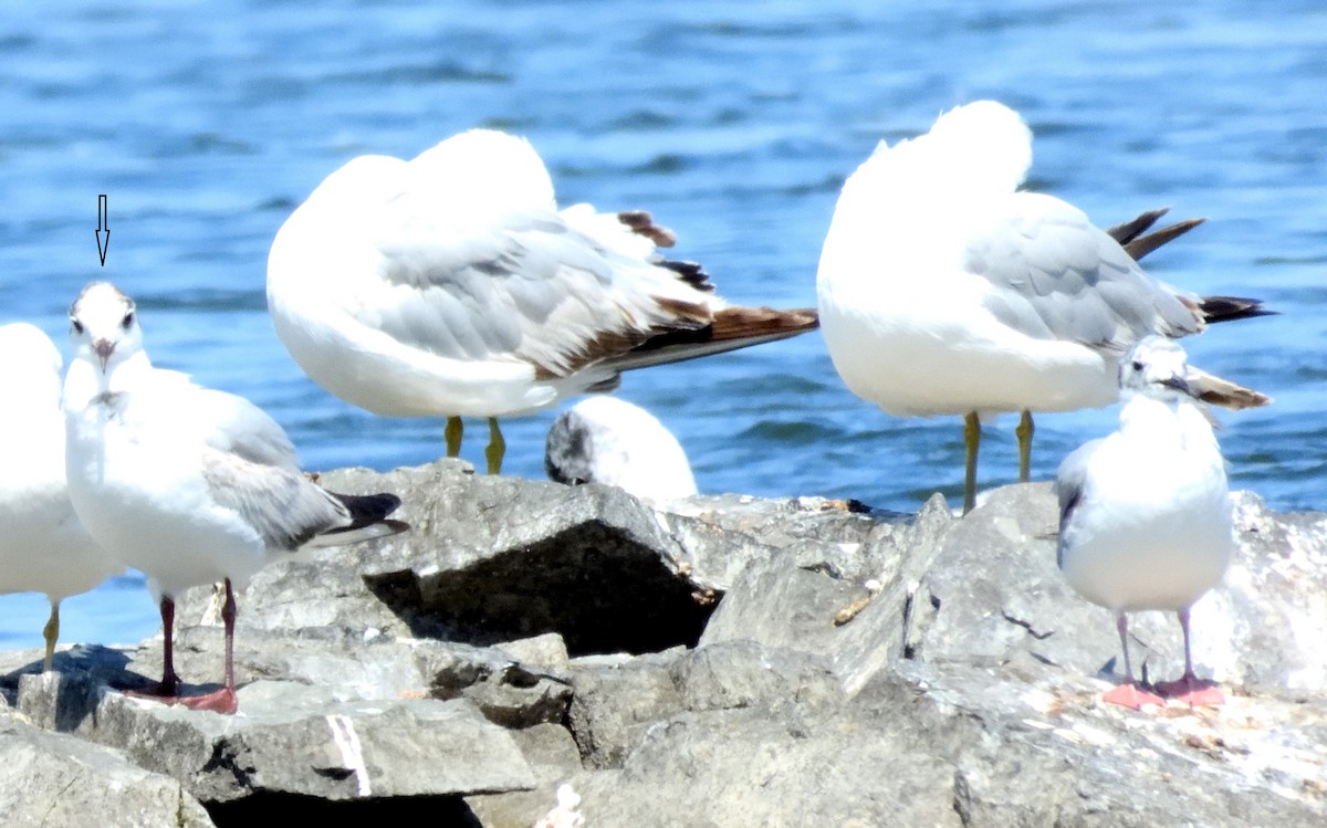 Black-headed Gull - ML620358725