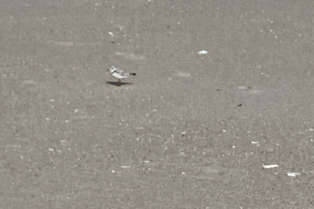 Piping Plover - ML620358730