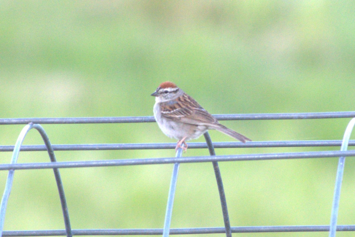 Chipping Sparrow - ML620358731