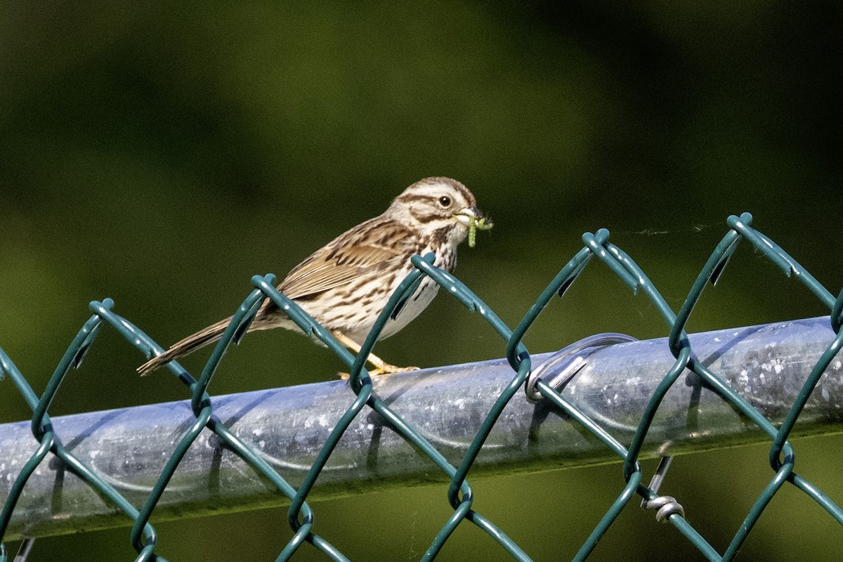 Chipping Sparrow - ML620358735