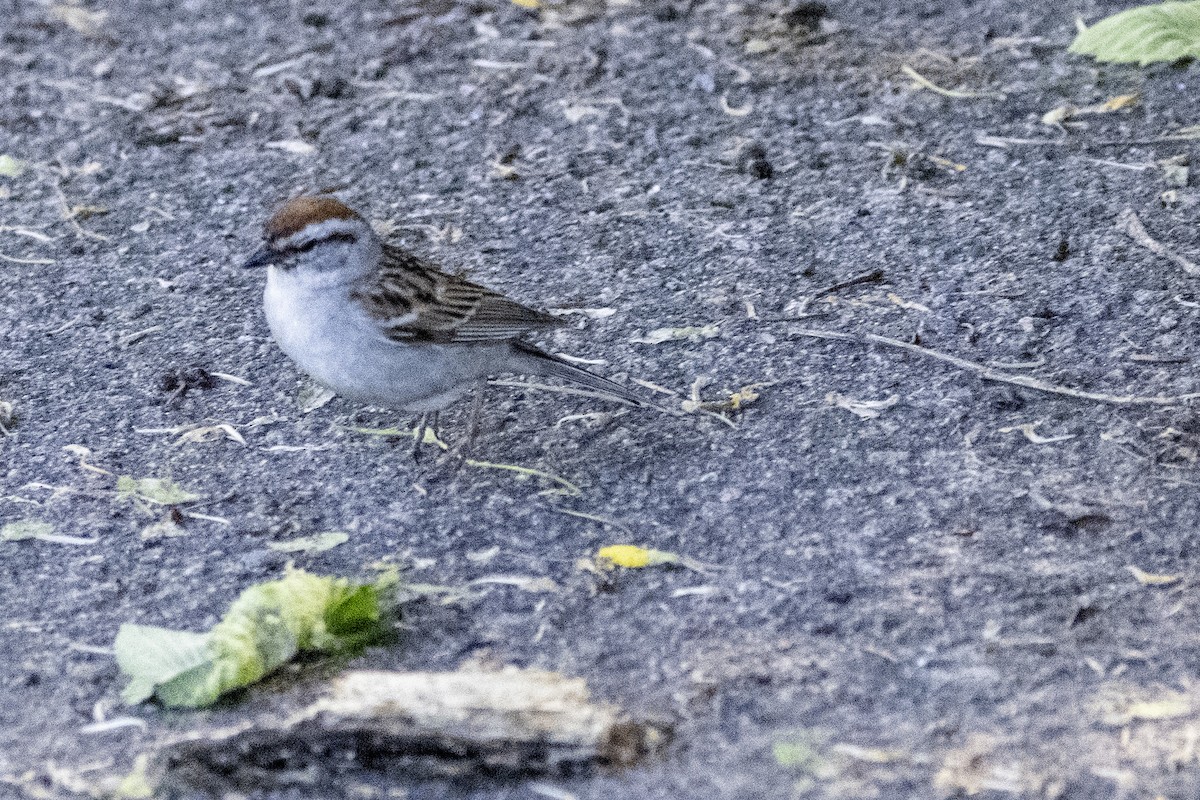 Chipping Sparrow - ML620358737