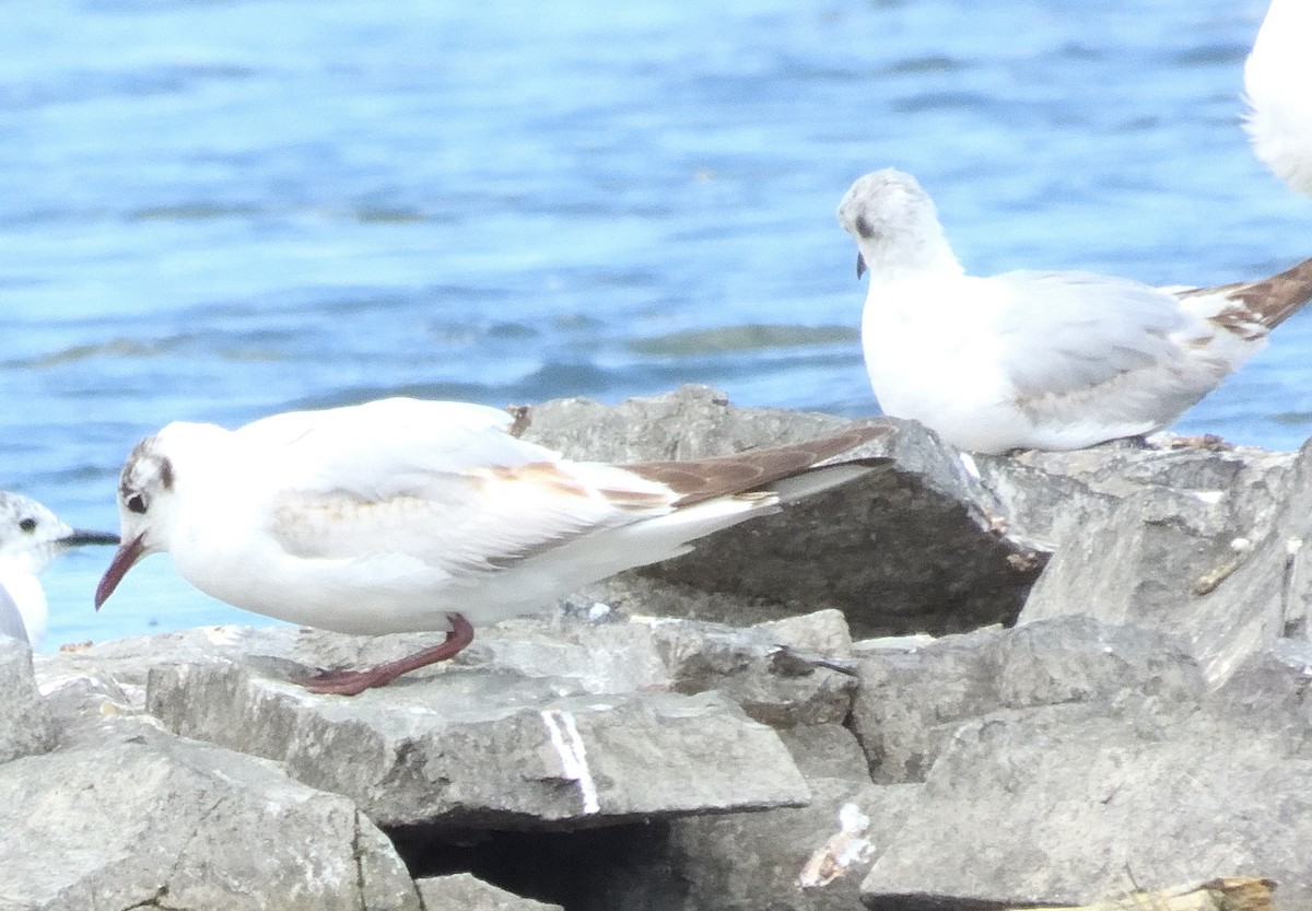 Black-headed Gull - ML620358742