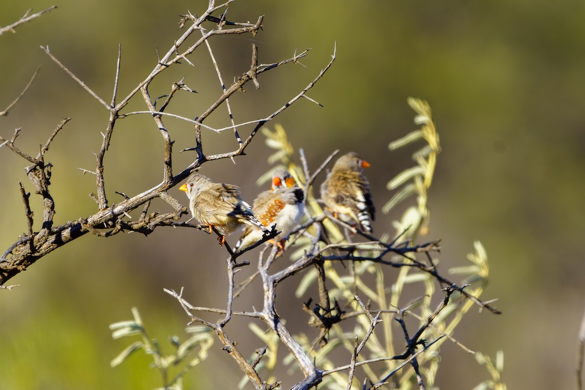 Zebra Finch - James Churches