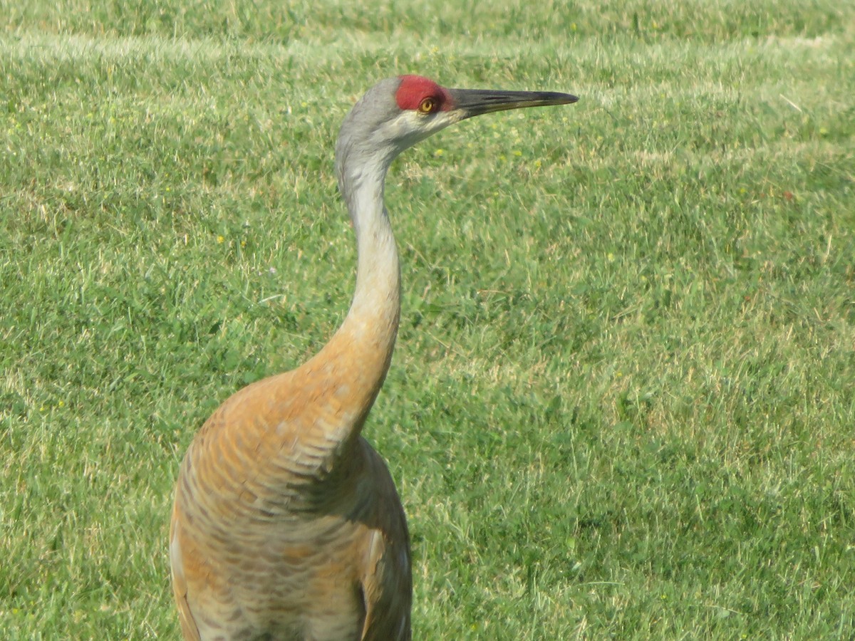 Sandhill Crane - ML620358744