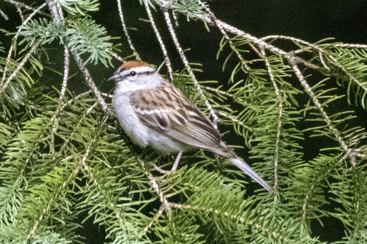 Chipping Sparrow - ML620358750